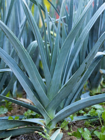 Ripe leek plant (Allium Porrum) growing in garden bed. Fresh plantation of green natural leaves in vegetable farm. Organic farming, healthy food, BIO viands, back to nature.の写真素材