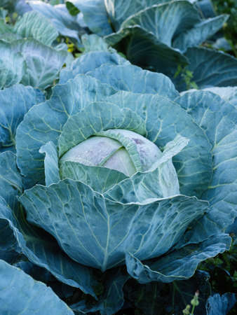 Fresh ripe head of green cabbage (Brassica oleracea) with lots of leaves growing in homemade garden, short before the harvest. Organic farming, healthy food, BIO viands, back to nature concept.の写真素材