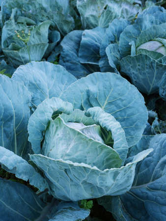 Fresh ripe head of green cabbage (Brassica oleracea) with lots of leaves growing in homemade garden, short before the harvest. Organic farming, healthy food, BIO viands, back to nature concept.の写真素材