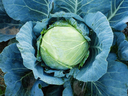 Close-up of fresh ripe head of green cabbage (Brassica oleracea) with lots of leaves growing in homemade garden, short before the harvest. Organic farming, healthy food, BIO viands, back to nature.の写真素材