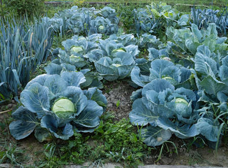 Fresh ripe heads of green cabbage (Brassica oleracea) with lots of leaves growing in homemade garden plot. Organic farming, healthy food, BIO viands, back to nature.の写真素材