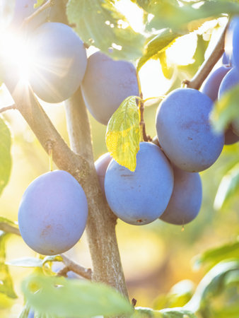Ripe plum fruit (Prunus domestica) on branch of tree. Fresh bunch of natural fruits growing in homemade garden. Close-up. Organic farming, healthy food, BIO viands, back to nature concept.の写真素材
