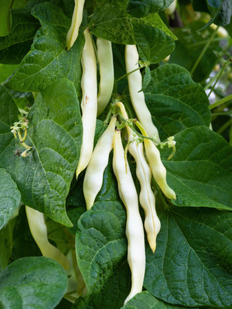 Ripe pods of kidney bean growing on farm. Bush with bunch of pods of haricot plant (Phaseolus vulgaris) ripening in homemade garden. Organic farming, healthy food, BIO viands, back to nature concept.の写真素材