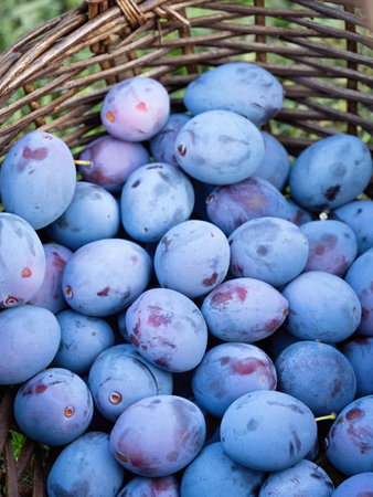 Pile of ripe plum fruit (Prunus domestica) harvested in wooden basket. Pattern of fresh natural fruits from homemade garden. Close-up. Organic farming, healthy food, BIO viands, back to nature conceptの写真素材