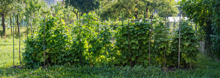 Kidney beans seedbed growing on farm. Patch of green plants of kidney bean (Phaseolus vulgaris) in homemade garden. Organic farming, healthy food, BIO viands, back to nature concept. Wide banner.の写真素材