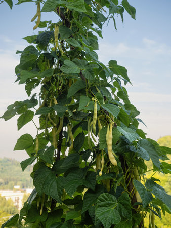 Ripe pods of kidney bean growing on farm. Bush with bunch of pods of haricot plant (Phaseolus vulgaris) ripening in homemade garden. Organic farming, healthy food, BIO viands, back to nature concept.の写真素材