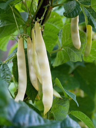 Ripe pods of kidney bean growing on farm. Bush with bunch of pods of haricot plant (Phaseolus vulgaris) ripening in homemade garden. Organic farming, healthy food, BIO viands, back to nature concept.の写真素材
