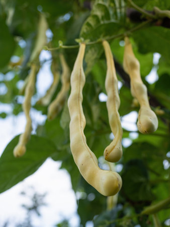 Ripe pods of kidney bean growing on farm. Bush with bunch of pods of haricot plant (Phaseolus vulgaris) ripening in homemade garden. Organic farming, healthy food, BIO viands, back to nature concept.の写真素材