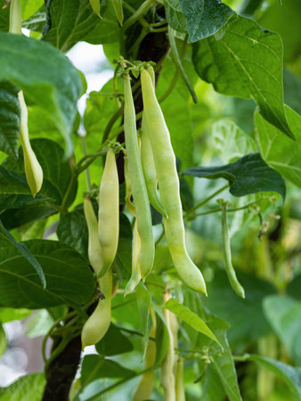 Ripe pods of kidney bean growing on farm. Bush with bunch of pods of haricot plant (Phaseolus vulgaris) ripening in homemade garden. Organic farming, healthy food, BIO viands, back to nature concept.の写真素材