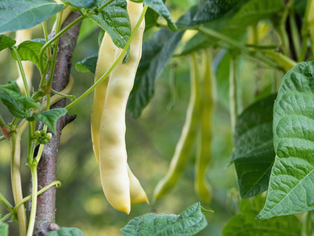 Ripe pods of kidney bean growing on farm. Bush with bunch of pods of haricot plant (Phaseolus...