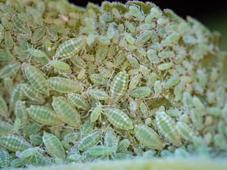 Close-up of Aphid colony - Hemiptera: Aphididae - on plum leaf. Macro photo of insect pest - plant lice, greenfly, blackfly or whitefly - sucking juice from plant.の写真素材