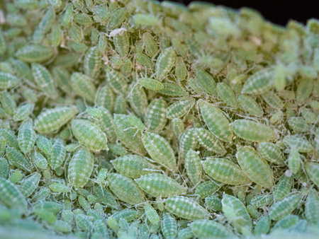 Close-up of Aphid colony - Hemiptera: Aphididae - on plum leaf. Macro photo of insect pest - plant lice, greenfly, blackfly or whitefly - sucking juice from plant.の写真素材