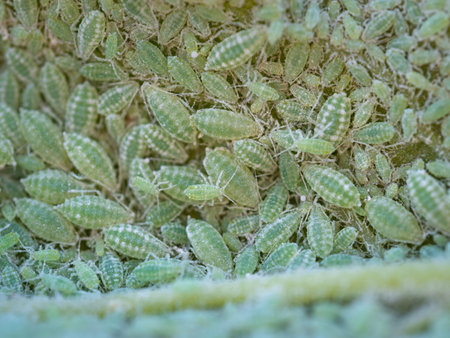Close-up of Aphid colony - Hemiptera: Aphididae - on plum leaf. Macro photo of insect pest - plant lice, greenfly, blackfly or whitefly - sucking juice from plant.の写真素材