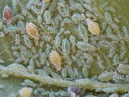 Close-up of Aphid colony - Hemiptera: Aphididae - on plum leaf. Macro photo of insect pest - plant lice, greenfly, blackfly or whitefly - sucking juice from plant.の写真素材
