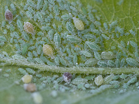 Close-up of Aphid colony - Hemiptera: Aphididae - on plum leaf. Macro photo of insect pest - plant lice, greenfly, blackfly or whitefly - sucking juice from plant.の写真素材