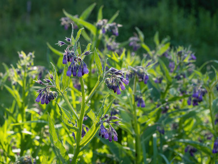 Beautiful blooming violet comfrey flowers - Symphytum officinale - in homemade garden. Illuminated by morning sunlight. Close-up.の写真素材