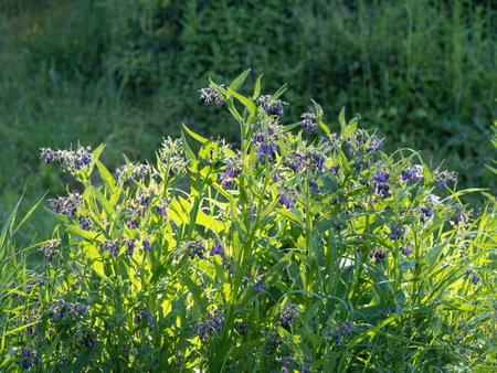 Beautiful blooming violet comfrey flowers - Symphytum officinale - in homemade garden. Illuminated by morning sunlight. Close-up.の写真素材