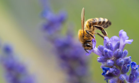 Honey bee (Apis mellifera) collecting pollen at violet flower. Bee pollinates lavender flower on blur background. Selective focus. Super macro. Extreme close-up. Organic BIO farming, back to nature.の写真素材