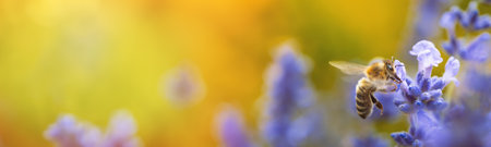 Honey bee (Apis mellifera) collecting pollen at violet flower. Bee pollinates lavender flower on...