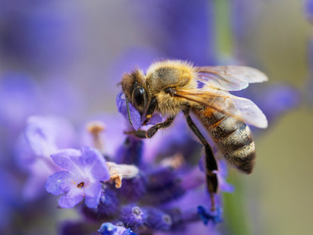 Honey bee (Apis mellifera) collecting pollen at violet flower. Bee pollinates lavender flower on...