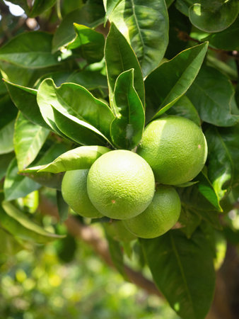 Green ripe lime fruit (Citrus aurantifolia) grow on tree branch. Fresh bunch of natural fruits growing in homemade garden. Close-up. Organic farming, healthy food, BIO viands, back to nature concept.の写真素材