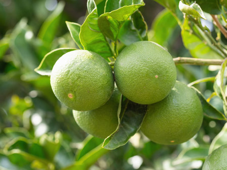 Green ripe lime fruit (Citrus aurantifolia) grow on tree branch. Fresh bunch of natural fruits growing in homemade garden. Close-up. Organic farming, healthy food, BIO viands, back to nature concept.の写真素材