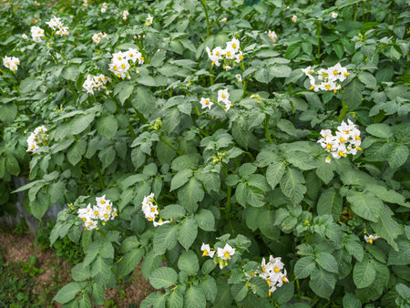 Bed of blooming potato plants. Patch of Solanum tuberosum plant in bloom growing in homemade garden. Close up. Organic farming, healthy food, back to nature concept.の写真素材