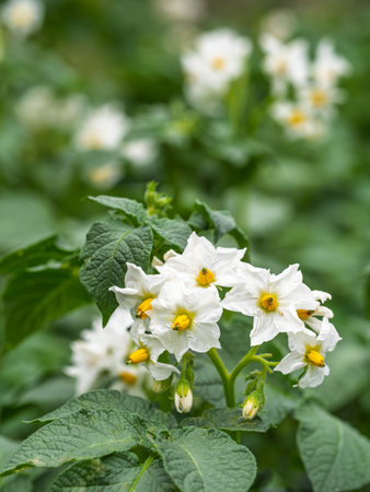 White flower of blooming potato plant. Beautiful white and yellow flowers of Solanum tuberosum in bloom growing in homemade garden. Close up. Organic farming, healthy food, back to nature.の写真素材