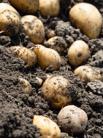 Pile of newly harvested potatoes - Solanum tuberosum on field. Harvesting potato roots from soil in homemade garden. Organic farming, healthy food, back to nature concept.の写真素材