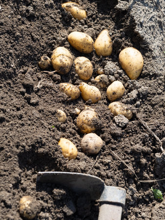 Pile of newly harvested potatoes - Solanum tuberosum with hoe on field. Harvesting potato roots from soil in homemade garden. Organic farming, healthy food, back to nature concept.の写真素材