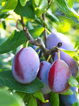 Ripe plum fruit (Prunus domestica) on branch of tree. Fresh bunch of natural fruits growing in homemade garden. Close-up. Organic farming, healthy food, back to nature concept.の写真素材