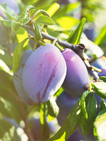 Ripe plum fruit (Prunus domestica) on branch of tree. Fresh bunch of natural fruits growing in homemade garden. Close-up. Organic farming, healthy food, back to nature concept.の写真素材