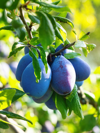 Ripe plum fruit (Prunus domestica) on branch of tree. Fresh bunch of natural fruits growing in homemade garden. Close-up. Organic farming, healthy food, back to nature concept.の写真素材