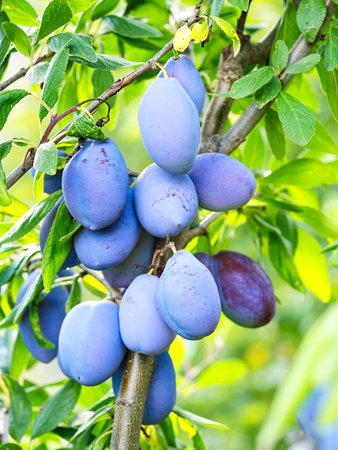 Ripe plum fruit (Prunus domestica) on branch of tree. Fresh bunch of natural fruits growing in homemade garden. Close-up. Organic farming, healthy food, back to nature concept.の写真素材