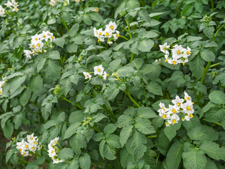 Bed of blooming potato plants. Patch of Solanum tuberosum plant in bloom growing in homemade garden. Close up. Organic farming, healthy food, back to nature concept.の写真素材