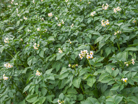 Bed of blooming potato plants. Patch of Solanum tuberosum plant in bloom growing in homemade garden. Close up. Organic farming, healthy food, back to nature concept.の写真素材