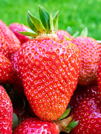 Pile of fresh harvested ripe strawberries (Fragaria × ananassa). Full frame. Harvesting strawberry red fruit with green leaves. Organic farming, healthy food, back to nature concept.の写真素材