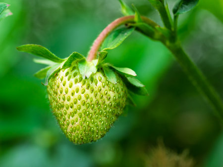 Close-up of growing green unripe strawberry (Fragaria Ã ananassa) on stem in garden. Detail of fresh fruit with green leaves. Organic farming, healthy food, back to nature concept.の写真素材