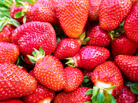 Pile of fresh harvested ripe strawberries (Fragaria Ã ananassa). Full frame. Harvesting strawberry red fruit with green leaves.の写真素材