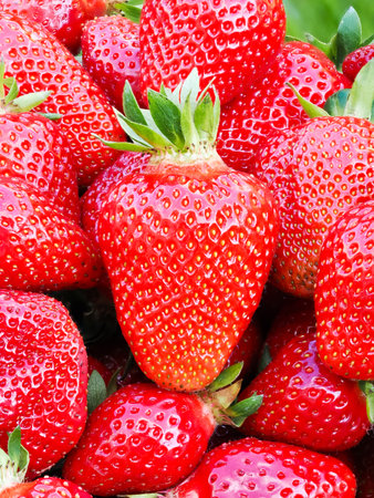 Pile of fresh harvested ripe strawberries (Fragaria Ã ananassa). Full frame. Harvesting strawberry red fruit with green leaves.の写真素材