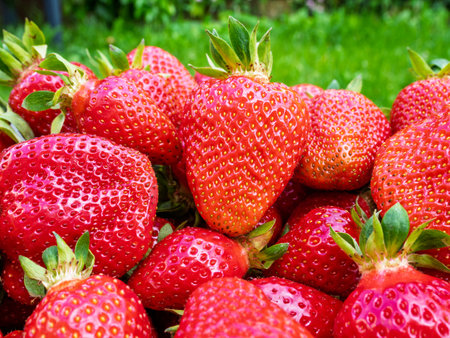 Pile of fresh harvested ripe strawberries (Fragaria × ananassa). Full frame. Harvesting strawberry red fruit with green leaves. Organic farming, healthy food, back to nature concept.の写真素材