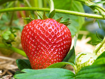 Close-up of growing red ripe strawberry (Fragaria Ã ananassa) on stem in garden. Detail of fresh fruit with green leaves. Organic farming, healthy food, back to nature concept.の写真素材