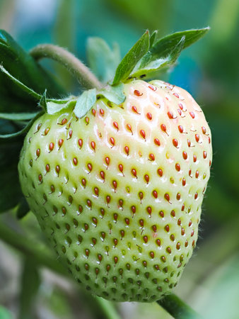 Close-up of growing green unripe strawberry (Fragaria Ã ananassa) on stem in garden. Detail of fresh fruit with green leaves. Organic farming, healthy food, back to nature concept.の写真素材