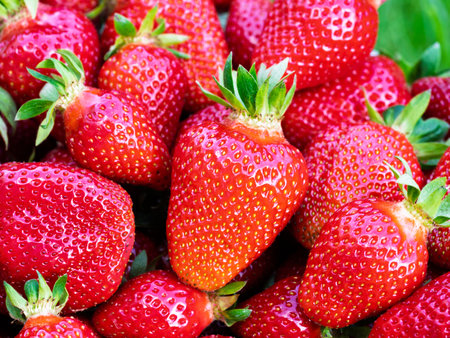 Pile of fresh harvested ripe strawberries (Fragaria × ananassa). Full frame. Harvesting strawberry red fruit with green leaves. Organic farming, healthy food, back to nature concept.の写真素材