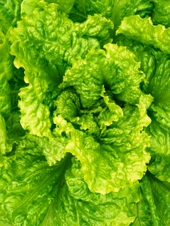 Fresh ripe head of lettuce cabbage (Lactuca sativa) with lots of leaves growing in homemade garden....