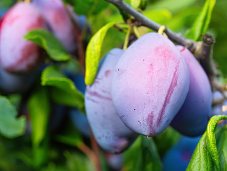 Ripe plum fruit (Prunus domestica) on branch of tree. Fresh bunch of natural fruits growing in homemade garden. Close-up.の写真素材