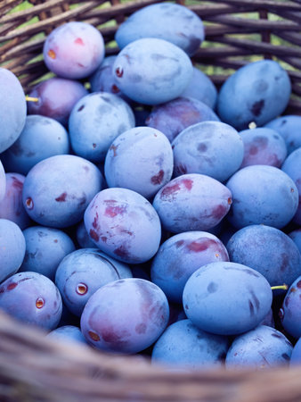 Pile of ripe plum fruit (Prunus domestica) harvested in wooden basket. Pattern of fresh natural...