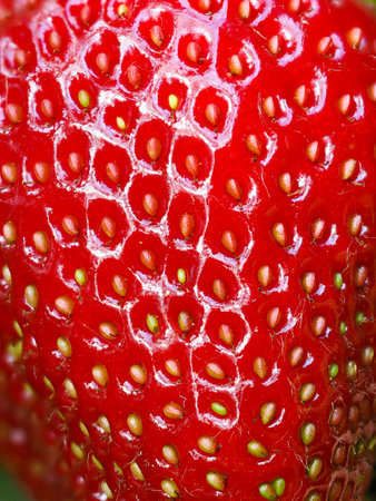 Close-up of red ripe strawberry (Fragaria Ã ananassa) showing seeds. Detailed surface macro shot of texture of fresh fruit. Organic farming, healthy food, back to nature concept.の写真素材