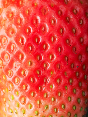 Close-up of red ripe strawberry (Fragaria × ananassa) showing seeds. Detailed surface macro shot of texture of fresh fruit. Organic farming, healthy food, back to nature concept.の写真素材