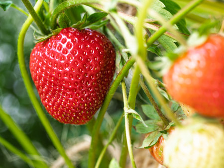 Close-up of growing red ripe strawberry (Fragaria × ananassa) on stem in garden. Detail of fresh fruit with green leaves. Organic farming, healthy food, back to nature concept.の写真素材